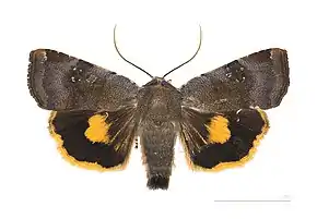 Noctua janthina