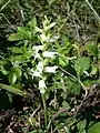 Nodding ladies'-tresses