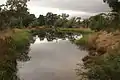 Banksia Street wetland