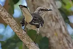 Northern Mockingbird in Zapata