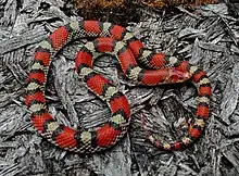 Scarlet snake