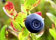 Bilberry