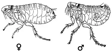 A female and male rat flea N. fasciatus