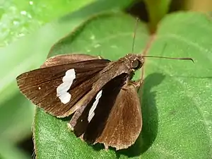 Dorsal view