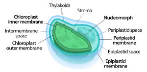 Diagram of a four membraned chloroplast containing a nucleomorph.