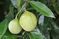 Nutmeg fruit