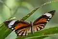 Female (upperside)