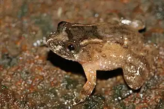 Lateral view