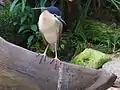 Rufous night heron