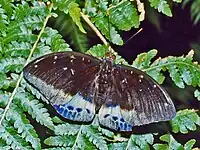 Male - dorsal view