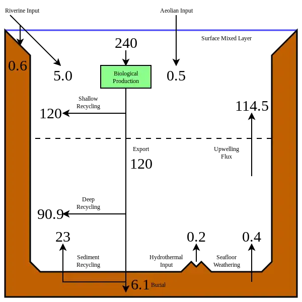 The modern oceanic silicon cycle         Fluxes are in T mol Si y−1 (28 million metric tons of silicon per year)