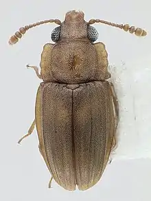 Odontophloeus sp.