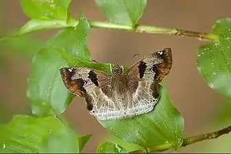 Dorsal view