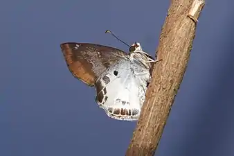 ventral view