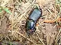 O. disjunctus beetle in woods near Franklin, Virginia