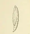 Pupa