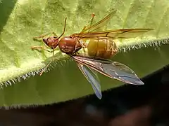 Weaver ant queen, prior to shedding wings