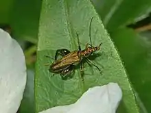 Oedemera flavipes