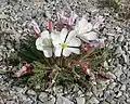 Oenothera caespitosa var. marginata