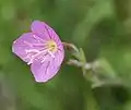 Oenothera rosea