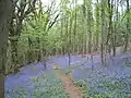 Offa's Dyke Path in Highbury Wood