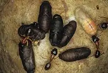 Pupae with attending ants