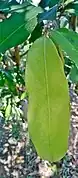 Close up of leaves