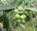 Unripe fruit