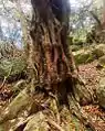 Trunk of old tree