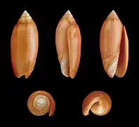 Oliva annulata f. carnicolor