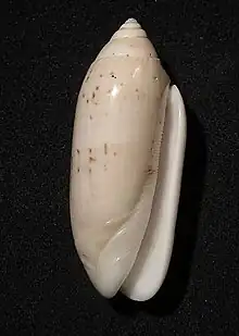 Oliva multiplicata