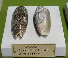 Oliva sericea