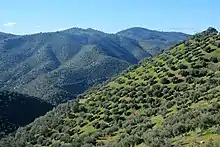 Plantation in Andalucía, Spain