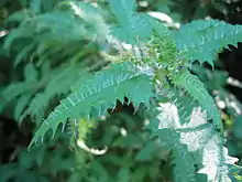 Ongaonga, the food plant for the New Zealand red admiral