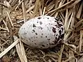 Egg