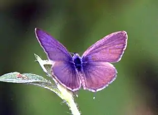 Dorsal view