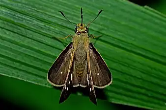 Dorsal view