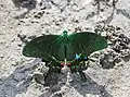 Common peacock(Papilio bianor)