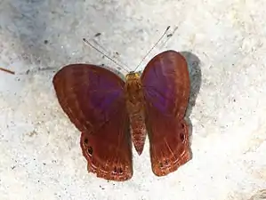 Dorsal view