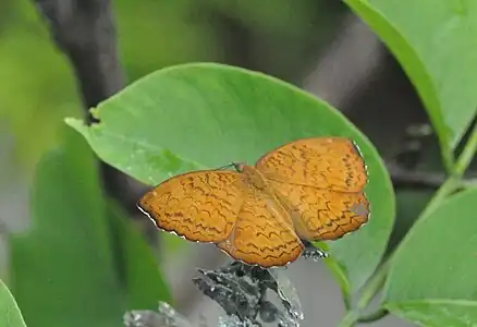 Imago (dorsal view)