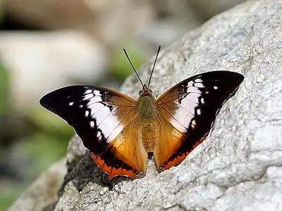 C. b. hierax (upperside)