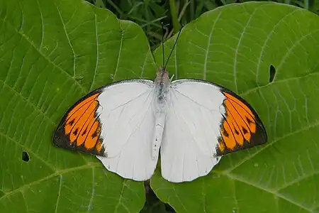 Dorsal view