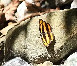 Dorsal view