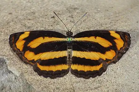 Dorsal view