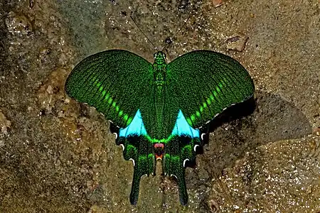 Dorsal view