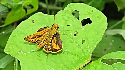 Dorsal view