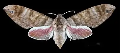 Female dorsal view