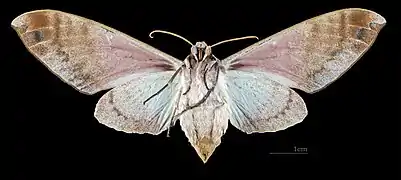 Female ventral view