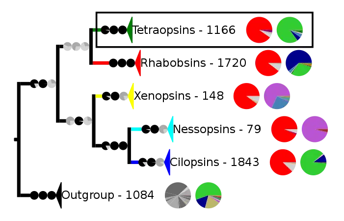 Most known opsins have the retinal binding lysine except some among the tetraopins,  The outgroup contains other G protein-coupled receptors.