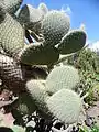 Opuntia hyptiacantha